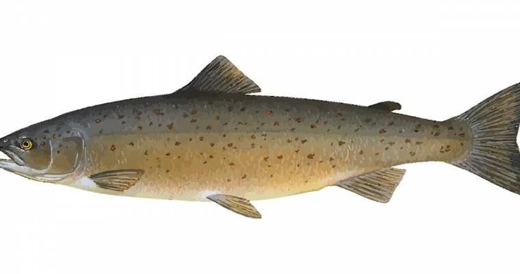 Record-Breaking Surge in Baker River Salmon Population