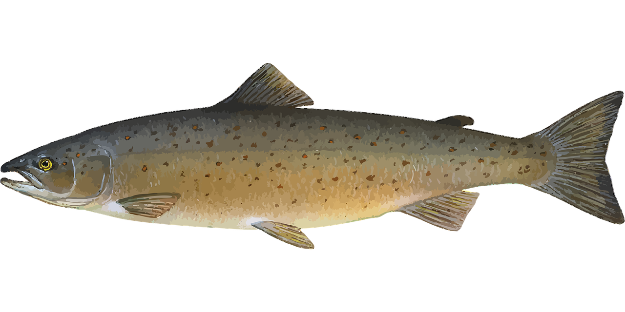 Record-Breaking Surge in Baker River Salmon Population