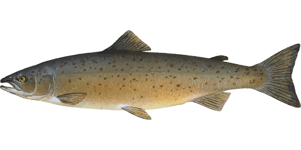 Record-Breaking Surge in Baker River Salmon Population