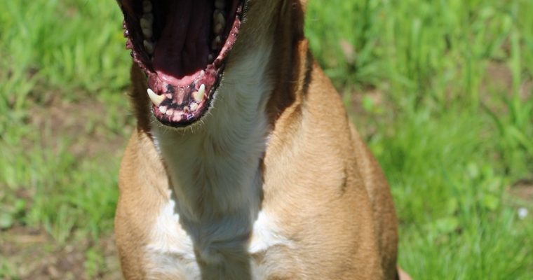 How To Stop A Dog From Barking Excessively?