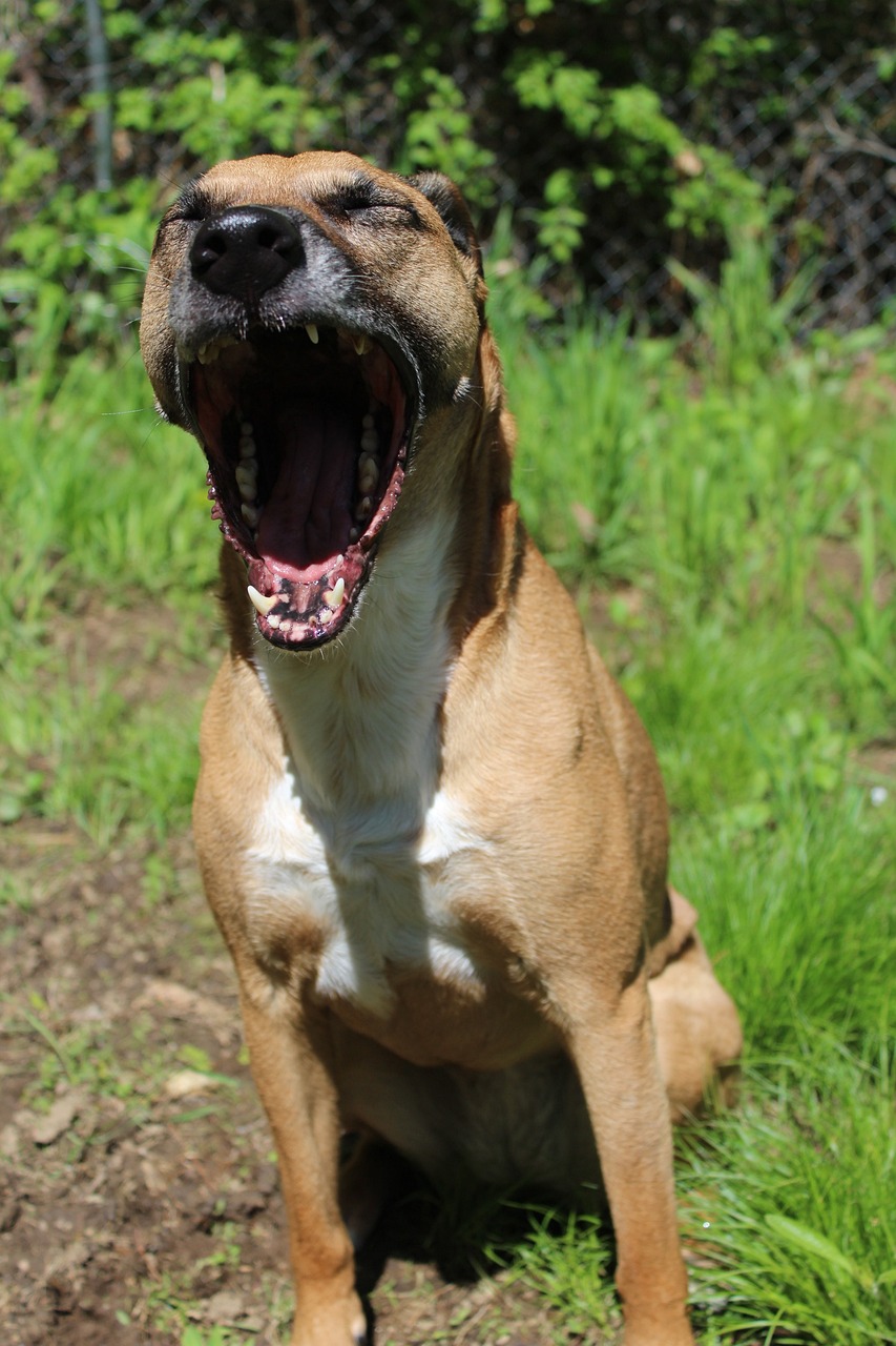 How To Stop A Dog From Barking Excessively?
