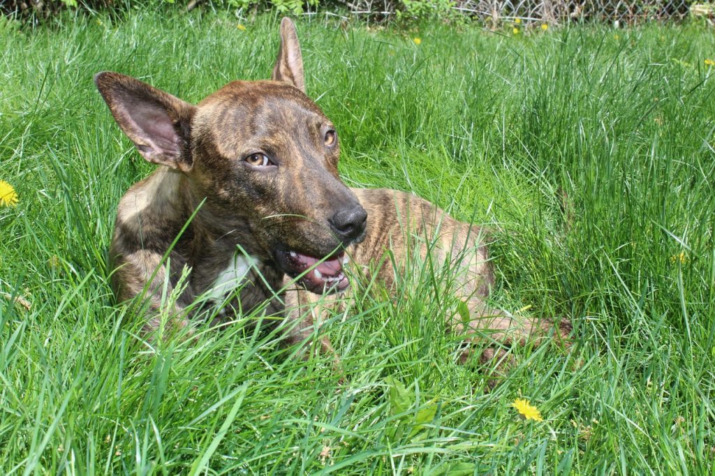 Rescued And Remarkable: Heartwarming Stories Of Adopted Dogs