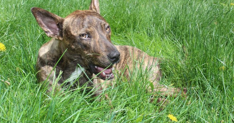 Rescued And Remarkable: Heartwarming Stories Of Adopted Dogs