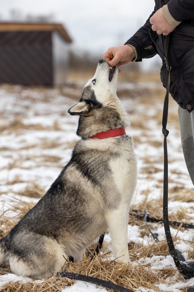 Rescued And Remarkable: Heartwarming Stories Of Adopted Dogs