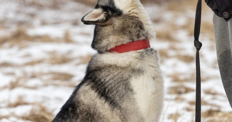Fostering Fido: The Rewarding Experience Of Being A Dog Foster Parent
