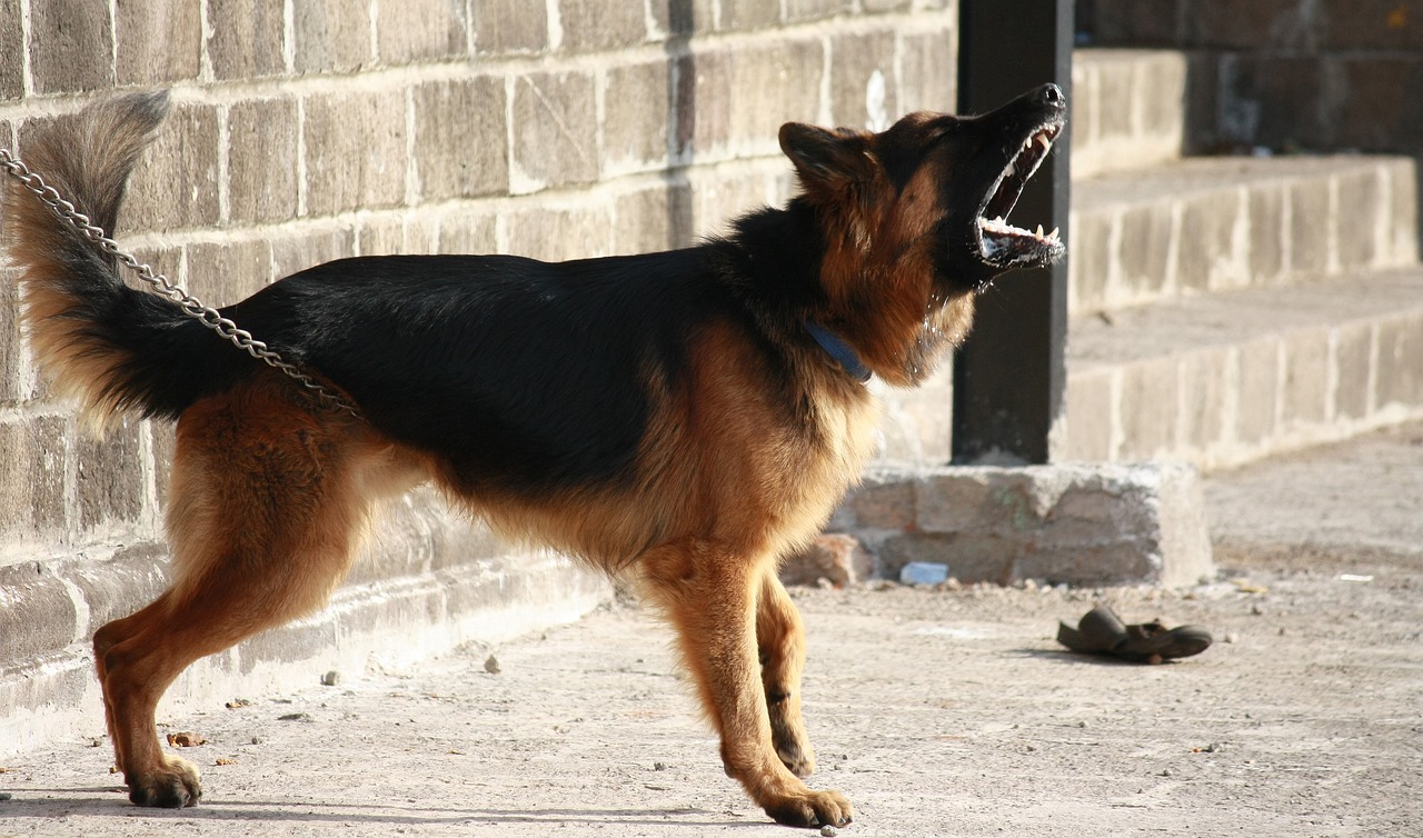 How To Stop A Dog From Barking Excessively