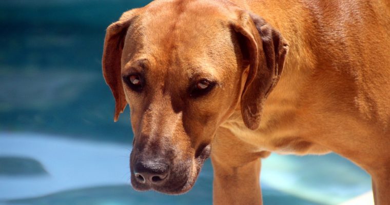 The Language Of Barks And Tail Wags: Understanding Canine Communication