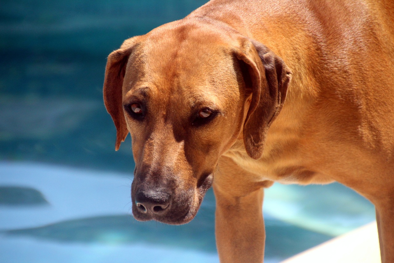 The Language Of Barks And Tail Wags: Understanding Canine Communication
