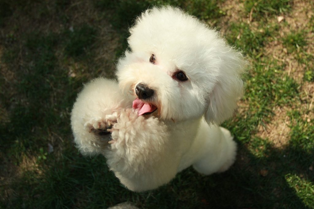 The Unbreakable Bond: Building A Strong Relationship With Your Canine