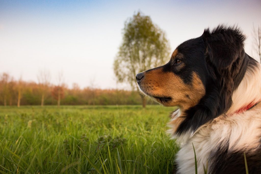 The Unbreakable Bond: Building A Strong Relationship With Your Canine