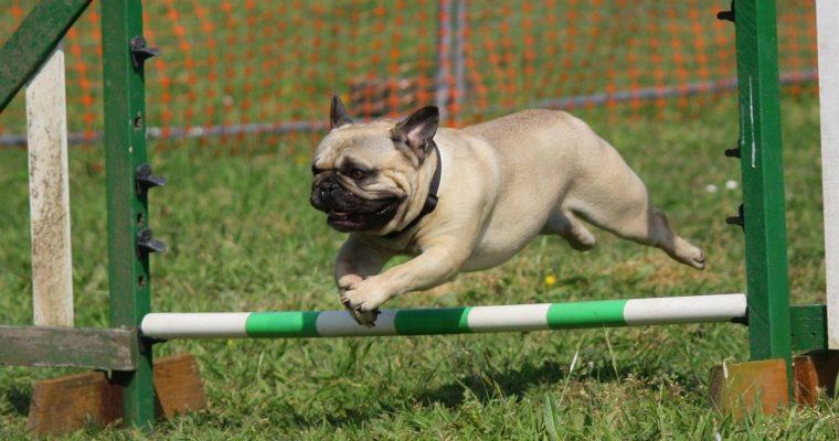 The Unbreakable Bond: Building A Strong Relationship With Your Canine