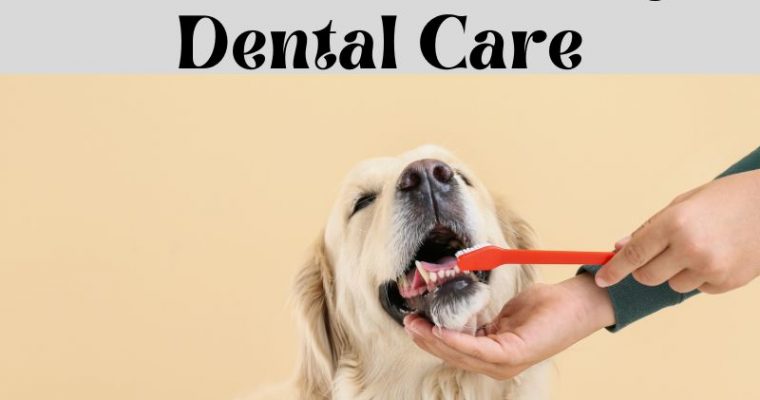 What Are The Best Methods For Dog Dental Care?