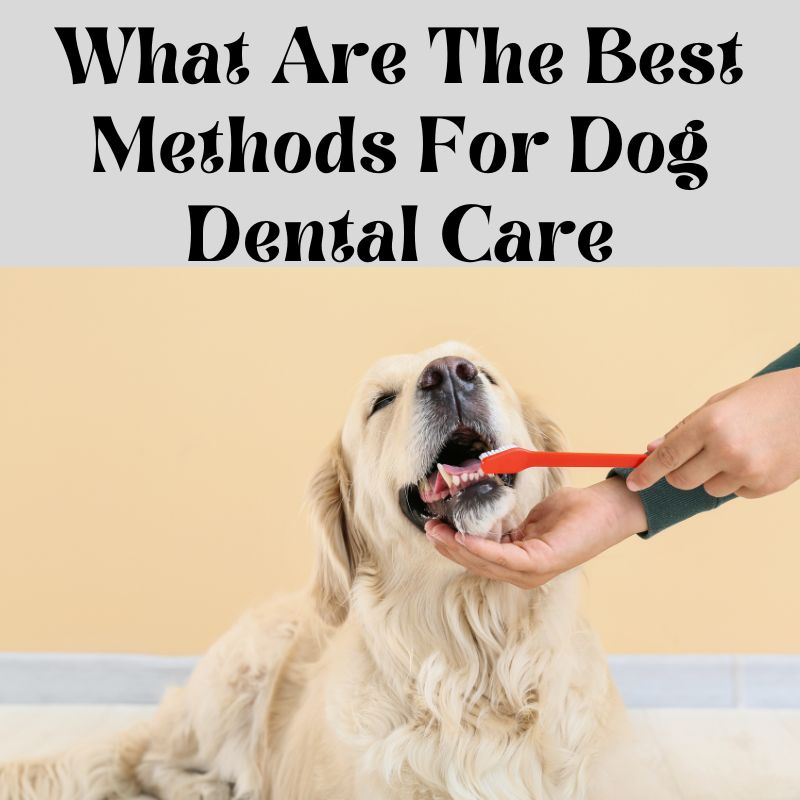 What Are The Best Methods For Dog Dental Care?