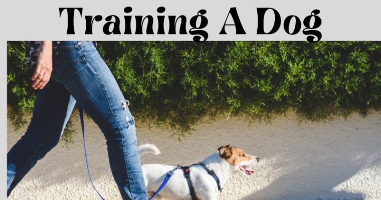 What Is The Best Method For Leash Training A Dog?