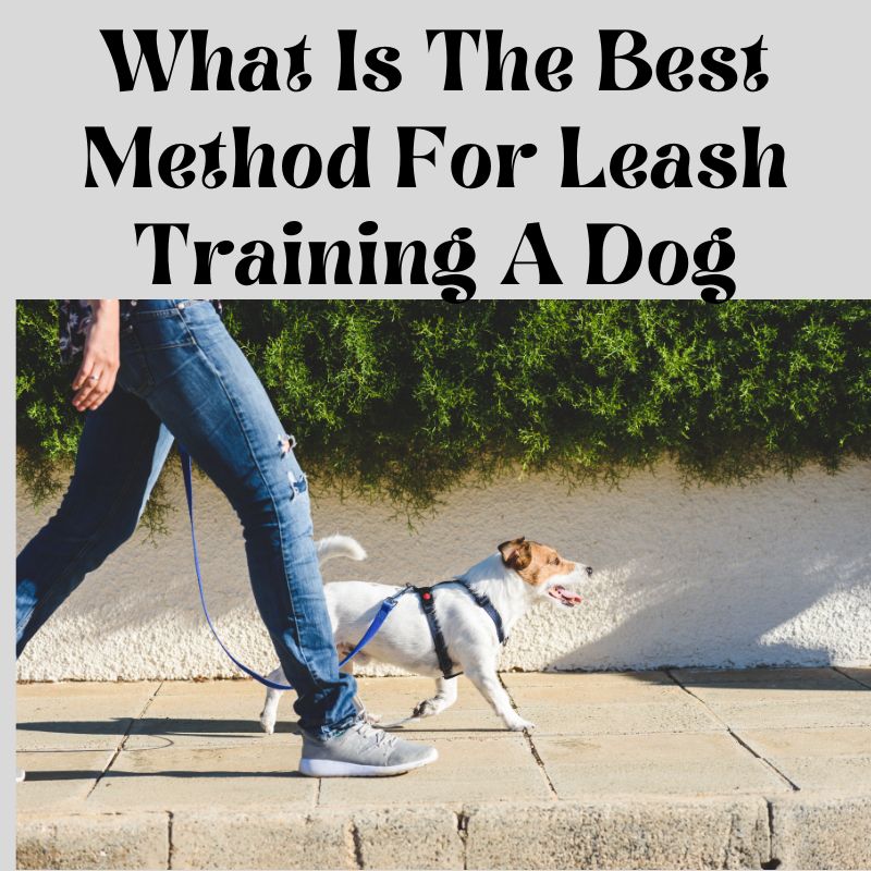 What Is The Best Method For Leash Training A Dog?