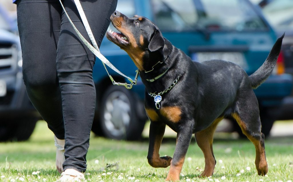 How To Stop A Dog From Barking Excessively?