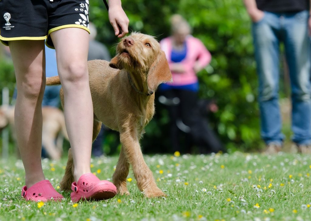 How To Stop A Dog From Barking Excessively?