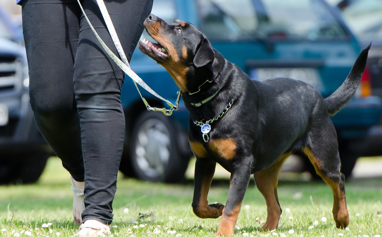 What Dogs Do Police Use