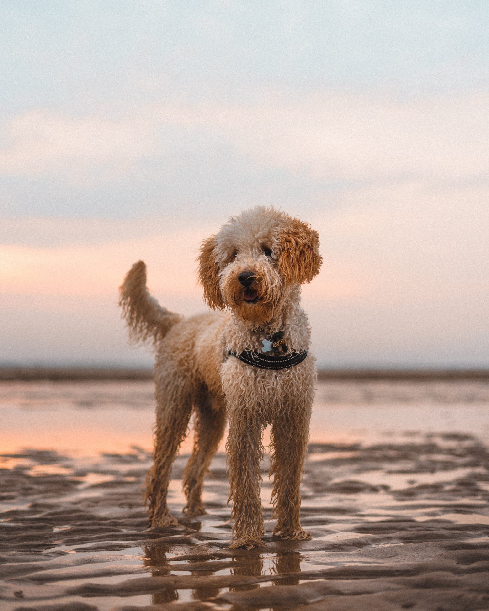 What Dogs Shed The Least