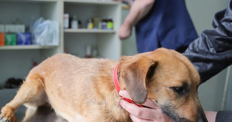 What Are The Symptoms Of Common Dog Illnesses?