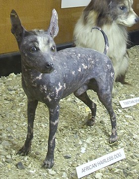 What Dogs Don't Shed